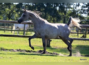 Egipski koń arabski, Klacz, 3 lat, 150 cm, Siwa