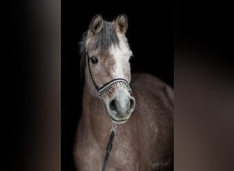 Egipski koń arabski, Klacz, 3 lat, 154 cm, Siwa