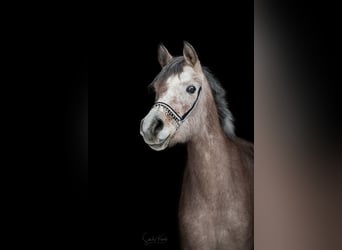 Egipski koń arabski, Klacz, 3 lat, 154 cm, Siwa