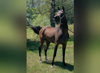 Egipski koń arabski, Klacz, 3 lat, Gniada