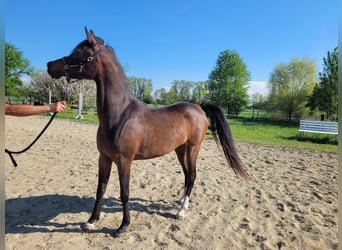 Egipski koń arabski, Klacz, 3 lat, Gniada