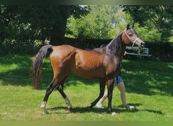 Egipski koń arabski, Klacz, 3 lat, Gniada