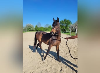 Egipski koń arabski, Klacz, 3 lat, Gniada