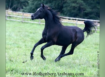 Egipski koń arabski, Klacz, 4 lat, 146 cm, Kara