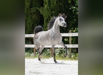 Egipski koń arabski, Klacz, 4 lat, 155 cm, Siwa