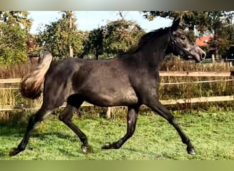 Egipski koń arabski, Klacz, 4 lat, 158 cm