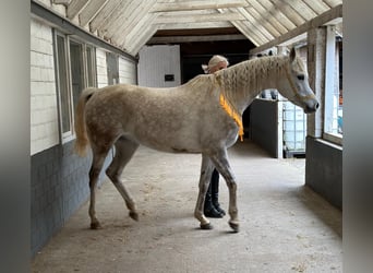 Egipski koń arabski, Klacz, 5 lat, 147 cm, Siwa