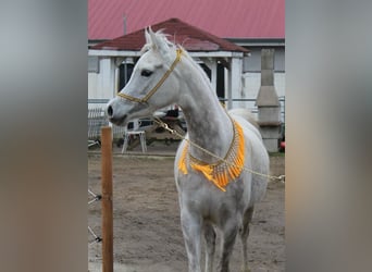 Egipski koń arabski, Klacz, 5 lat, 147 cm, Siwa