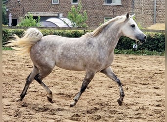 Egipski koń arabski, Klacz, 5 lat, 147 cm, Siwa w hreczce