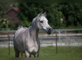 Egipski koń arabski, Klacz, 5 lat, 152 cm, Siwa