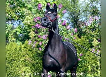 Egipski koń arabski, Klacz, 6 lat, 152 cm, Kara