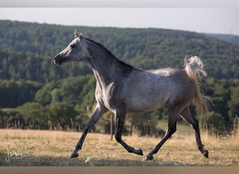 Egipski koń arabski, Klacz, 6 lat, 154 cm, Siwa w hreczce