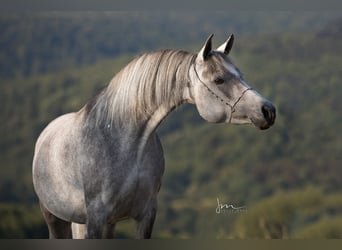 Egipski koń arabski, Klacz, 6 lat, 154 cm, Siwa w hreczce