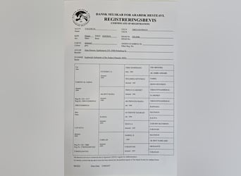 Egipski koń arabski, Klacz, 6 lat