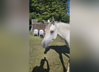 Egipski koń arabski, Klacz, 6 lat, Siwa