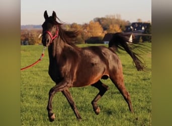 Egipski koń arabski, Klacz, 7 lat, 148 cm, Kara
