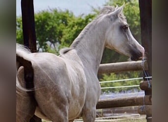 Egipski koń arabski, Klacz, 7 lat, 150 cm, Siwa