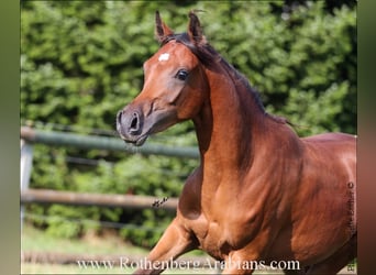 Egipski koń arabski, Klacz, 7 lat, 152 cm, Siwa