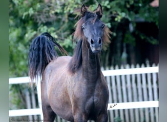 Egipski koń arabski, Klacz, 7 lat, 152 cm, Siwa