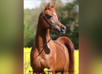Egipski koń arabski, Klacz, 7 lat, 152 cm, Siwa