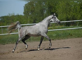 Egipski koń arabski, Klacz, 7 lat, 155 cm, Siwa