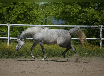 Egipski koń arabski, Klacz, 7 lat, 155 cm, Siwa