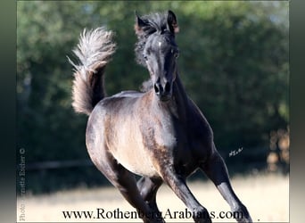 Egipski koń arabski, Klacz, 8 lat, 152 cm, Siwa