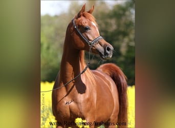 Egipski koń arabski, Klacz, 8 lat, 152 cm, Siwa
