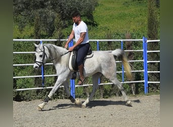 Egipski koń arabski, Klacz, 9 lat, 150 cm, Biała