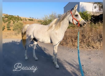 Egipski koń arabski, Klacz, 9 lat, 150 cm, Biała