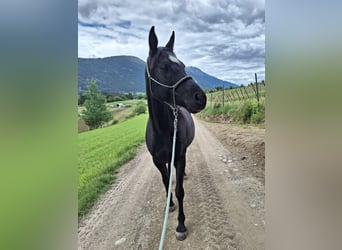 Egipski koń arabski, Klacz, 9 lat, 150 cm, Kara