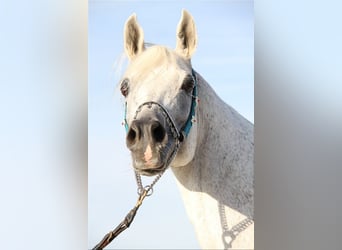 Egipski koń arabski, Ogier, 11 lat, 154 cm, Siwa w hreczce
