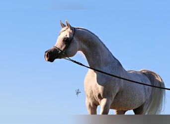 Egipski koń arabski, Ogier, 12 lat, 155 cm, Siwa