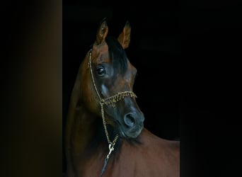 Egipski koń arabski, Ogier, 14 lat, 156 cm, Gniada