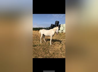 Egipski koń arabski, Ogier, 19 lat, 152 cm, Biała
