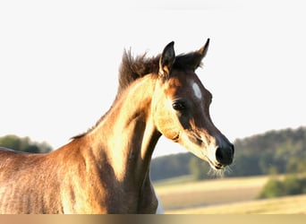 Egipski koń arabski, Ogier, 1 Rok, 150 cm, Siwa