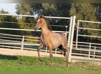 Egipski koń arabski, Ogier, 1 Rok, 150 cm, Siwa