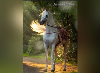 Egipski koń arabski, Ogier, 1 Rok, 155 cm, Siwa