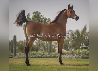 Egipski koń arabski, Ogier, 1 Rok, 155 cm, Siwa