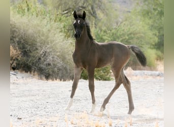 Egipski koń arabski, Ogier, 1 Rok, Kara