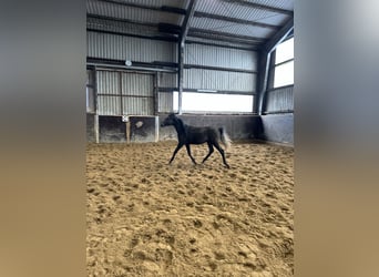 Egipski koń arabski, Ogier, 2 lat, 134 cm, Kara