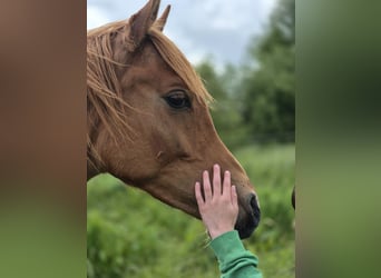 Egipski koń arabski, Ogier, 2 lat, 152 cm, Ciemnokasztanowata