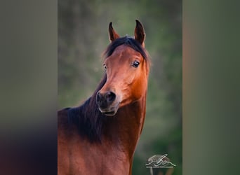 Egipski koń arabski, Ogier, 2 lat, 155 cm, Gniada