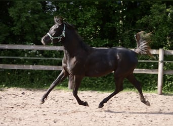 Egipski koń arabski, Ogier, 2 lat, 155 cm, Kara