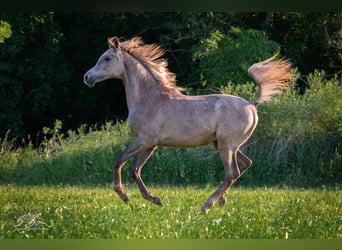 Egipski koń arabski, Ogier, 2 lat, 157 cm, Siwa