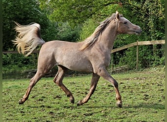 Egipski koń arabski, Ogier, 2 lat, 158 cm, Siwa w hreczce
