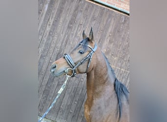 Egipski koń arabski, Ogier, 3 lat, 141 cm, Gniada
