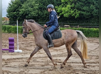 Egipski koń arabski, Ogier, 3 lat, 155 cm, Siwa w hreczce