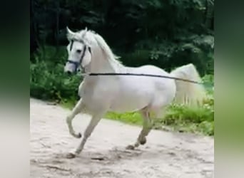 Egipski koń arabski, Ogier, 4 lat, 155 cm, Siwa jabłkowita