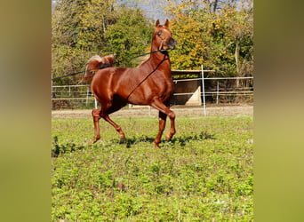 Egipski koń arabski, Ogier, 4 lat, 157 cm, Kasztanowata